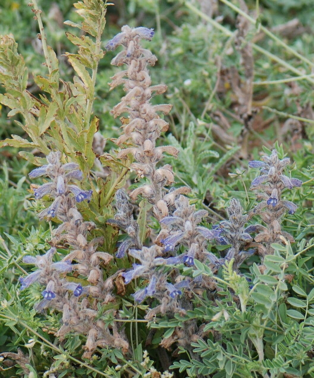 Orobanche rameuse 9
