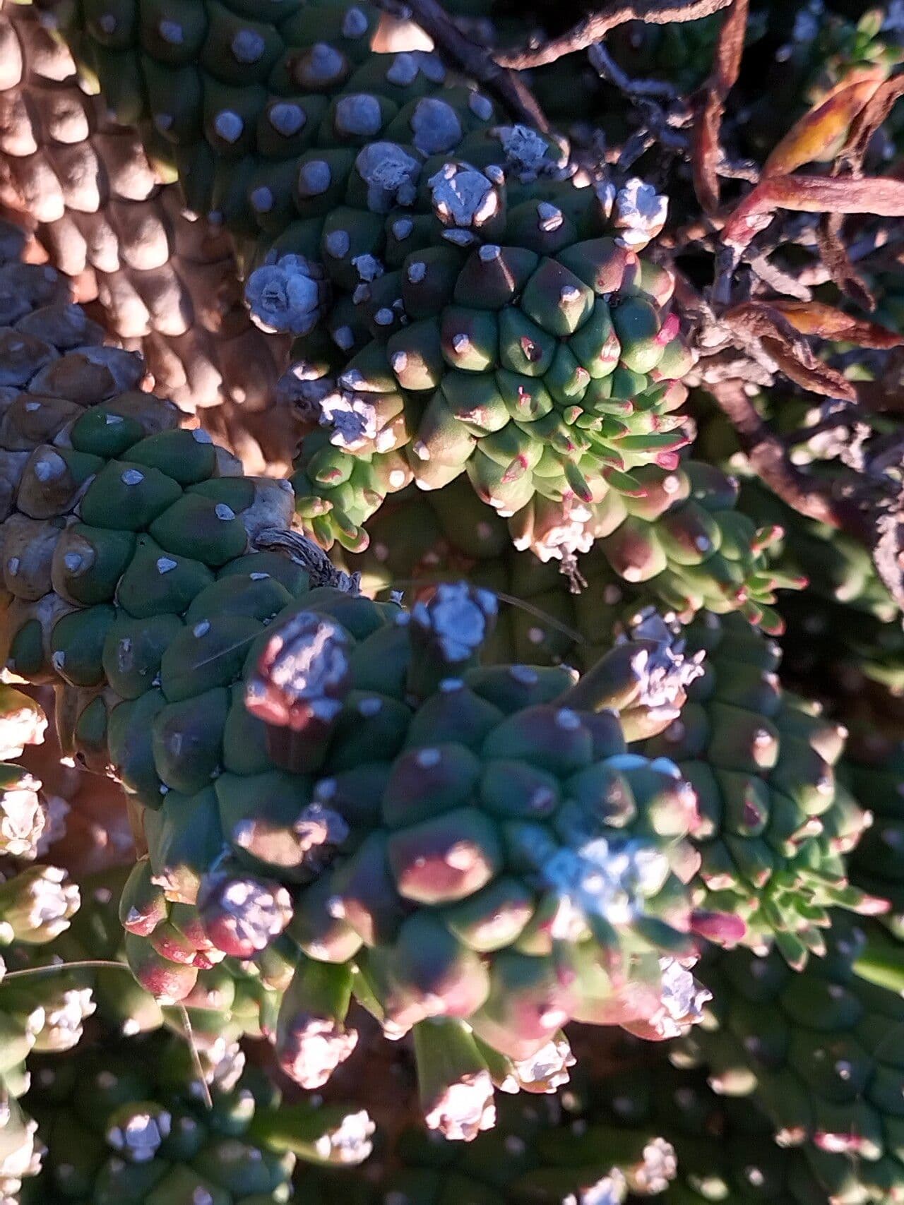 Cabeza de Medusa 16