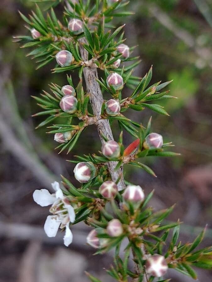 Leptospermum 2