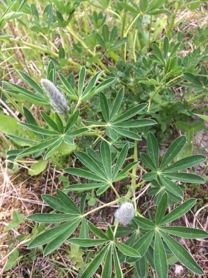 Nootka-Lupine 7