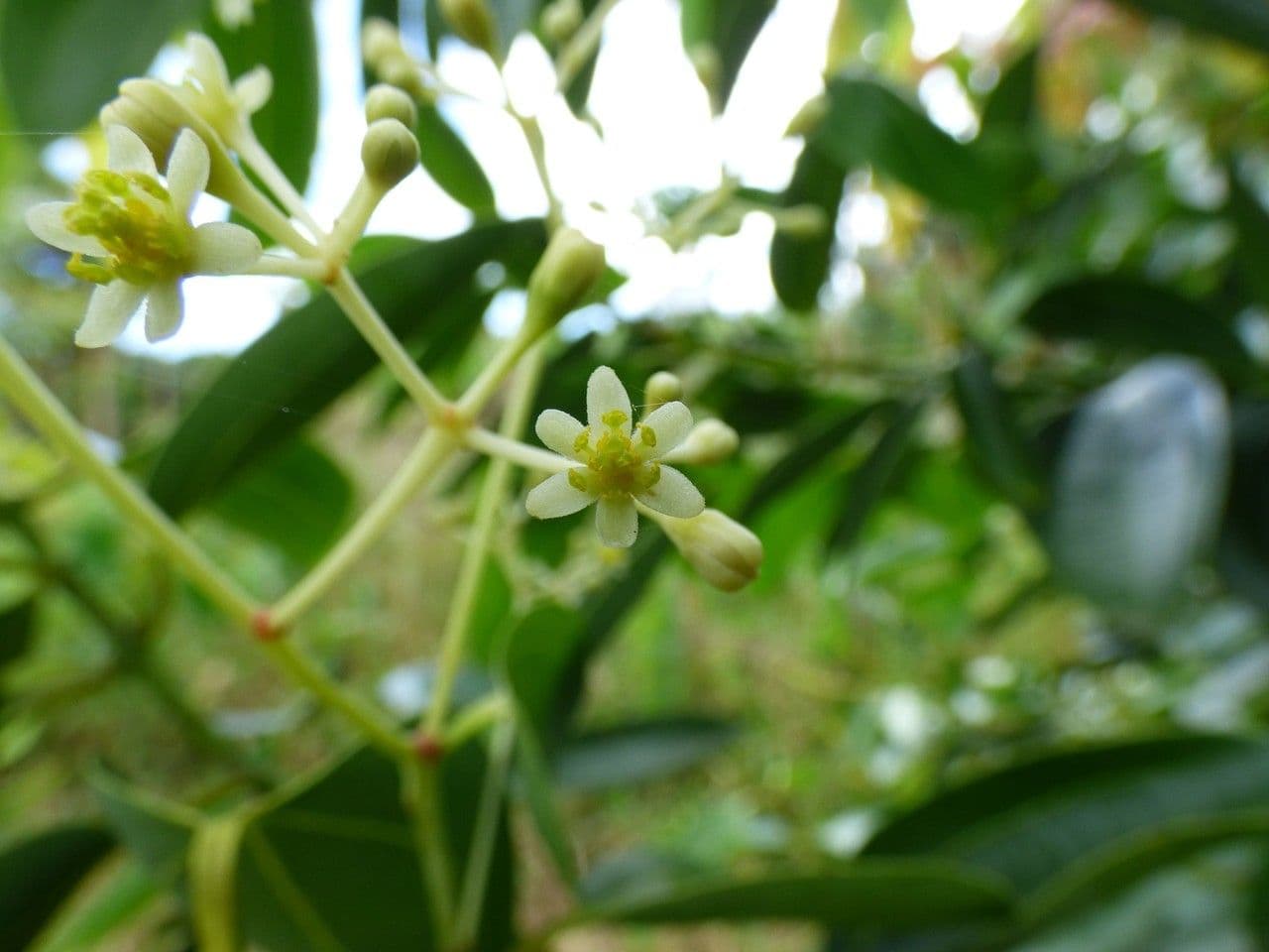 Cannella 6