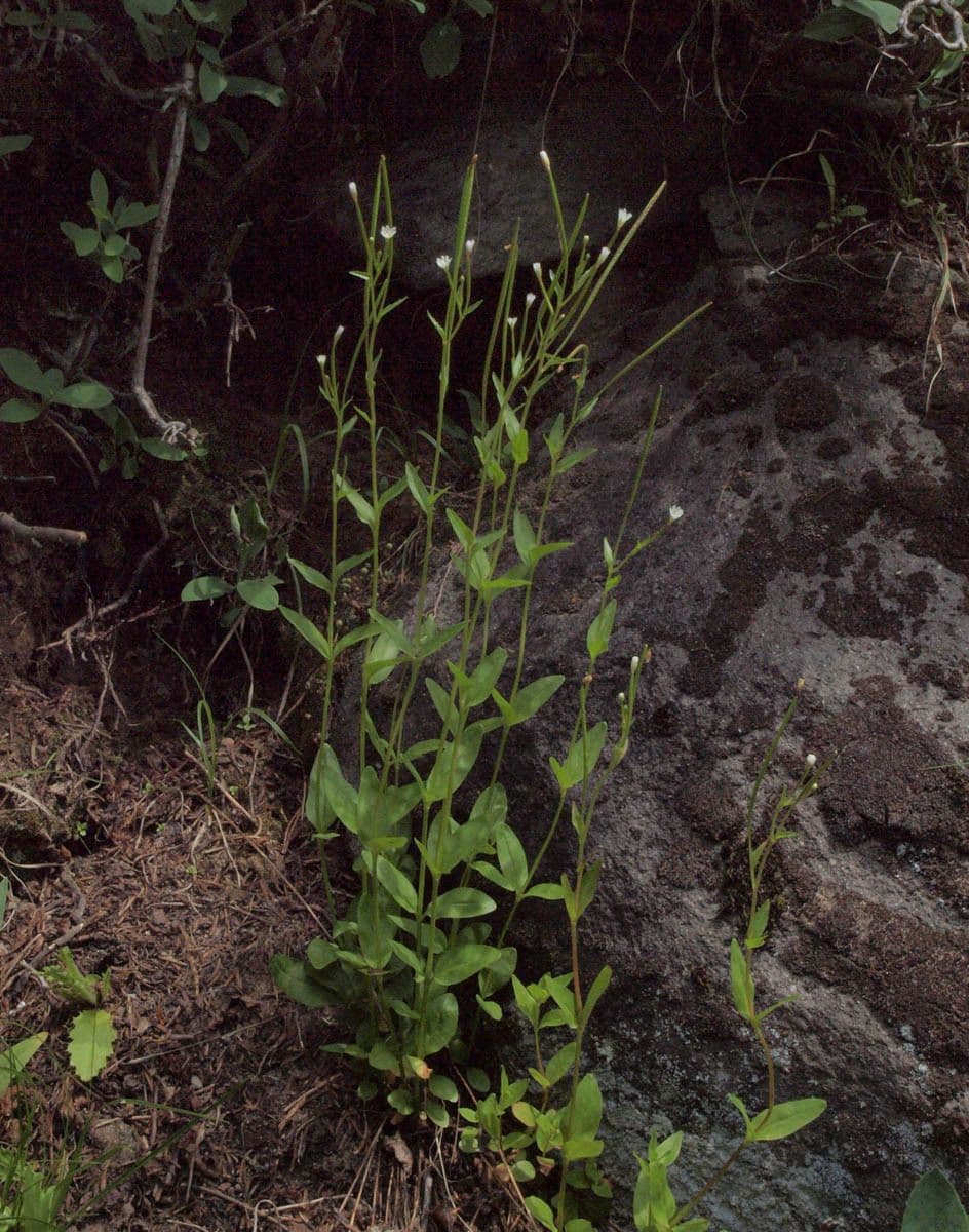 Epilobium lactiflorum 9