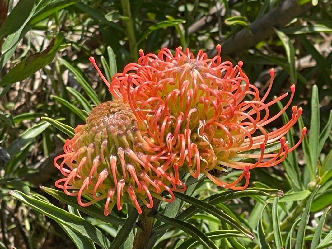 Leucospermum