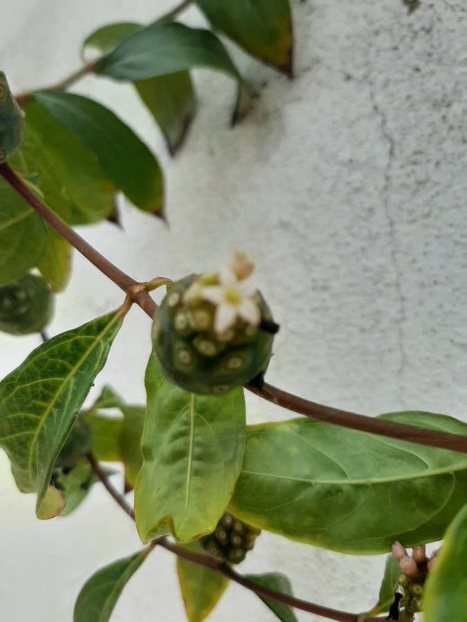 Morinda royoc 6