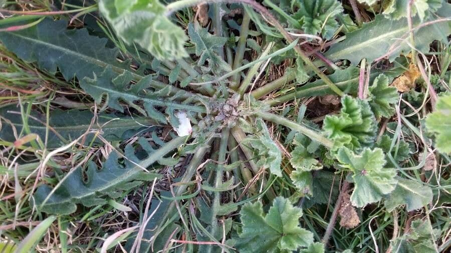 Radicchiella vescicosa 19