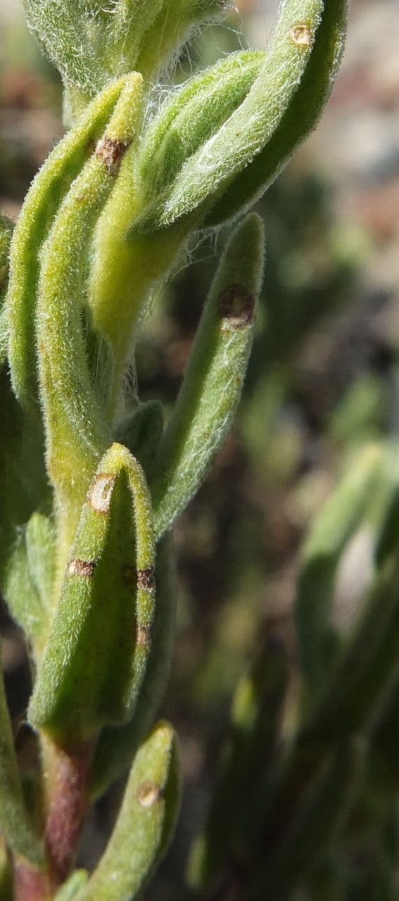 Senecio 9
