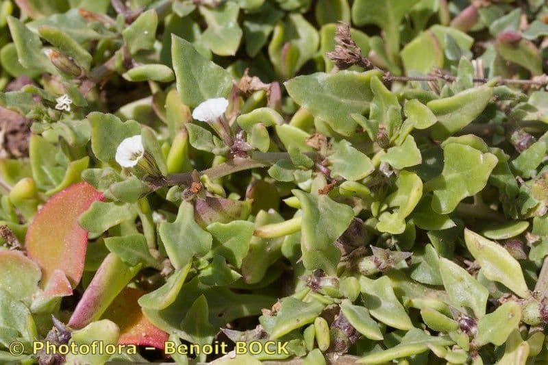 Sclerophylax