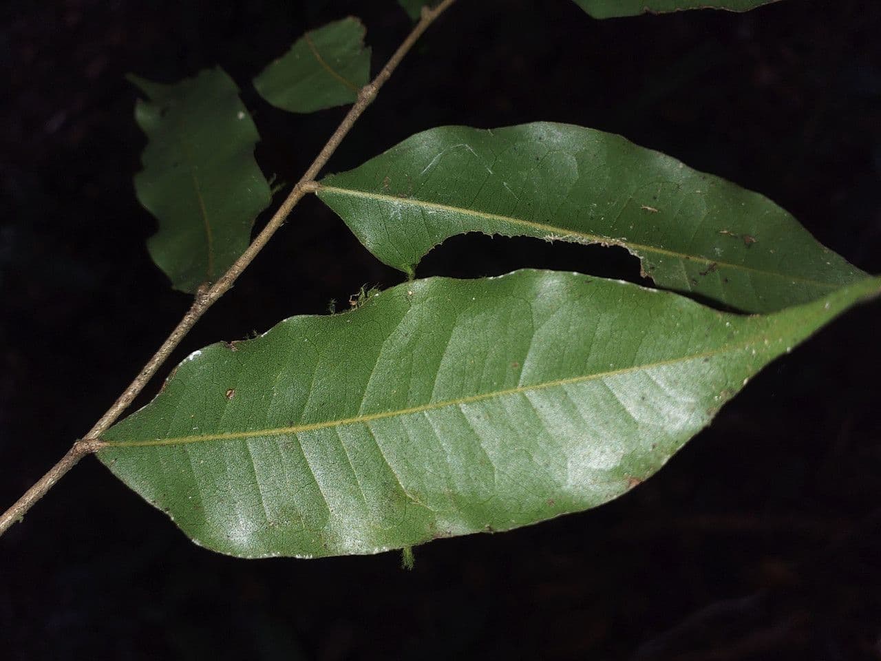 Hirtella 7