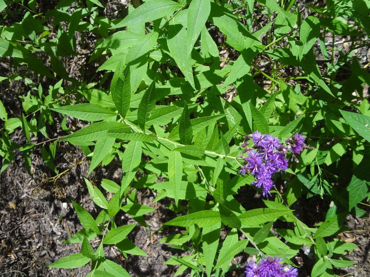 Vernonia di Baldwin 8
