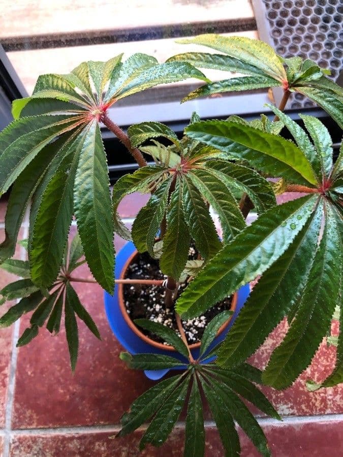 Begonia 8