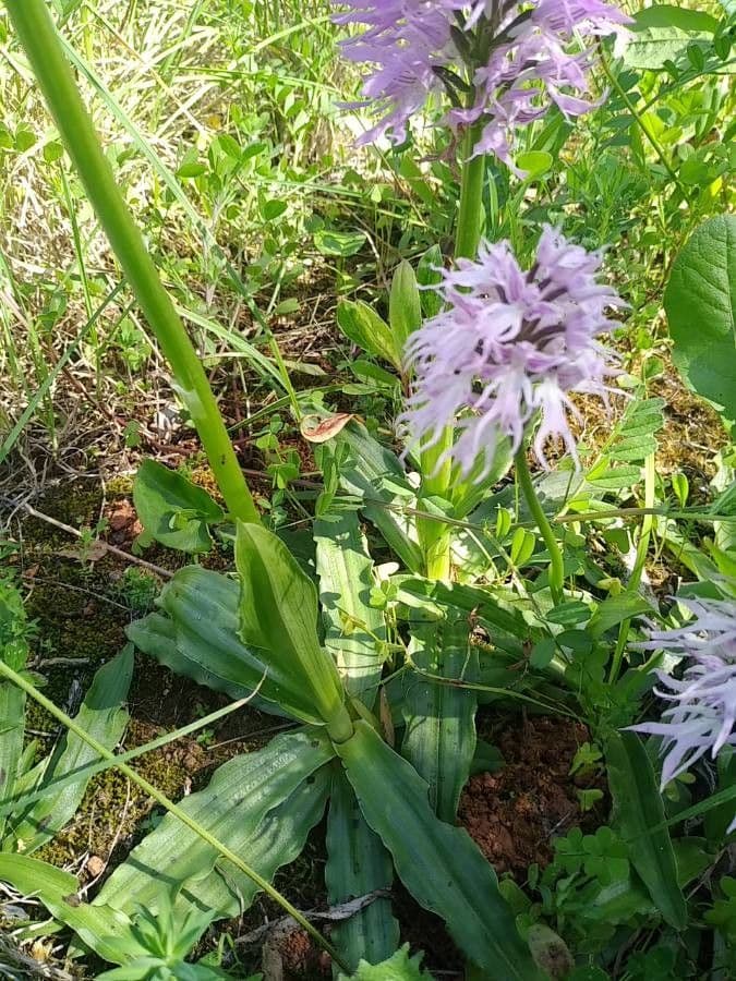 Orchide Uomo Nudo 15