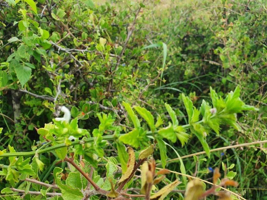 Leucas glabrata 12