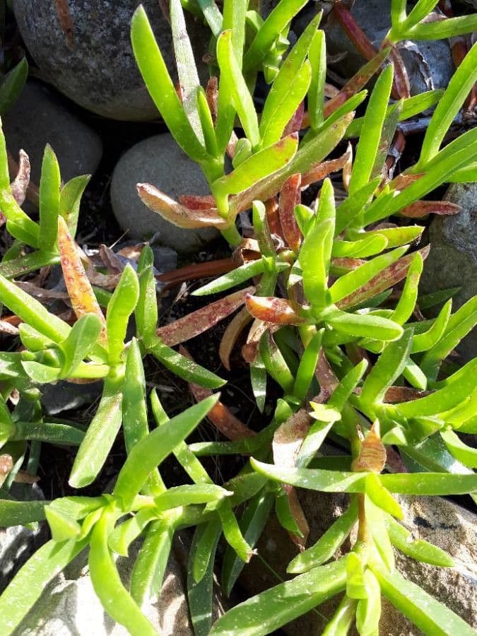 Fico degli Ottentotti 20