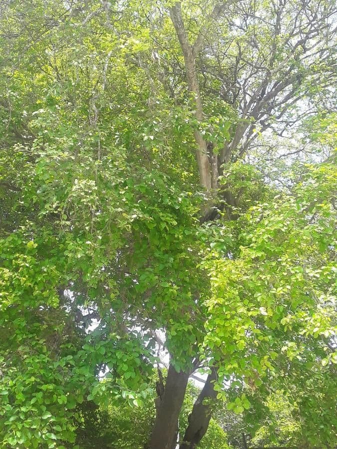 Ziziphus 6