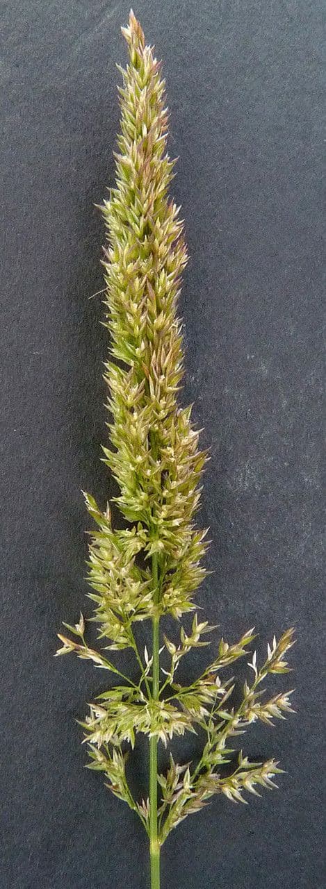 Flecht-Straußgras 6