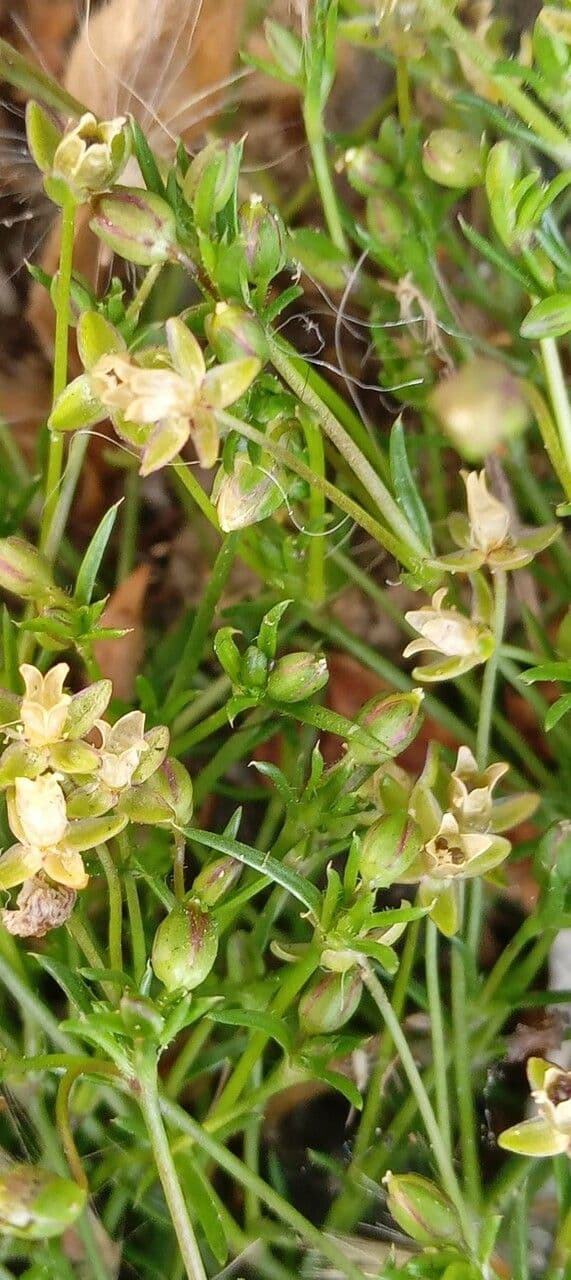 Sagina sdraiata 5
