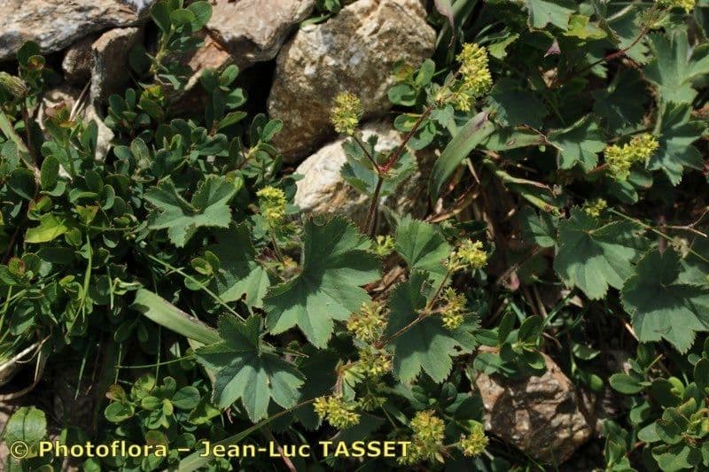 Ventaglina grigio-verde 8