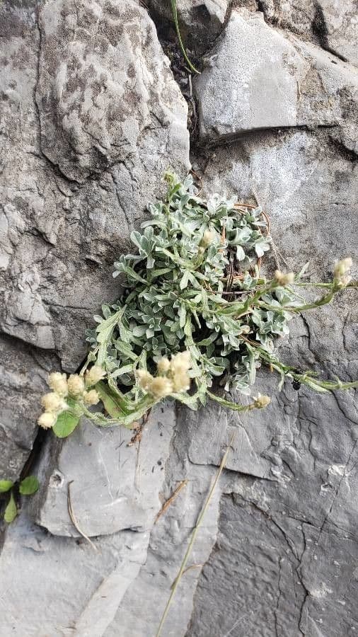 Antennaria alpina 14