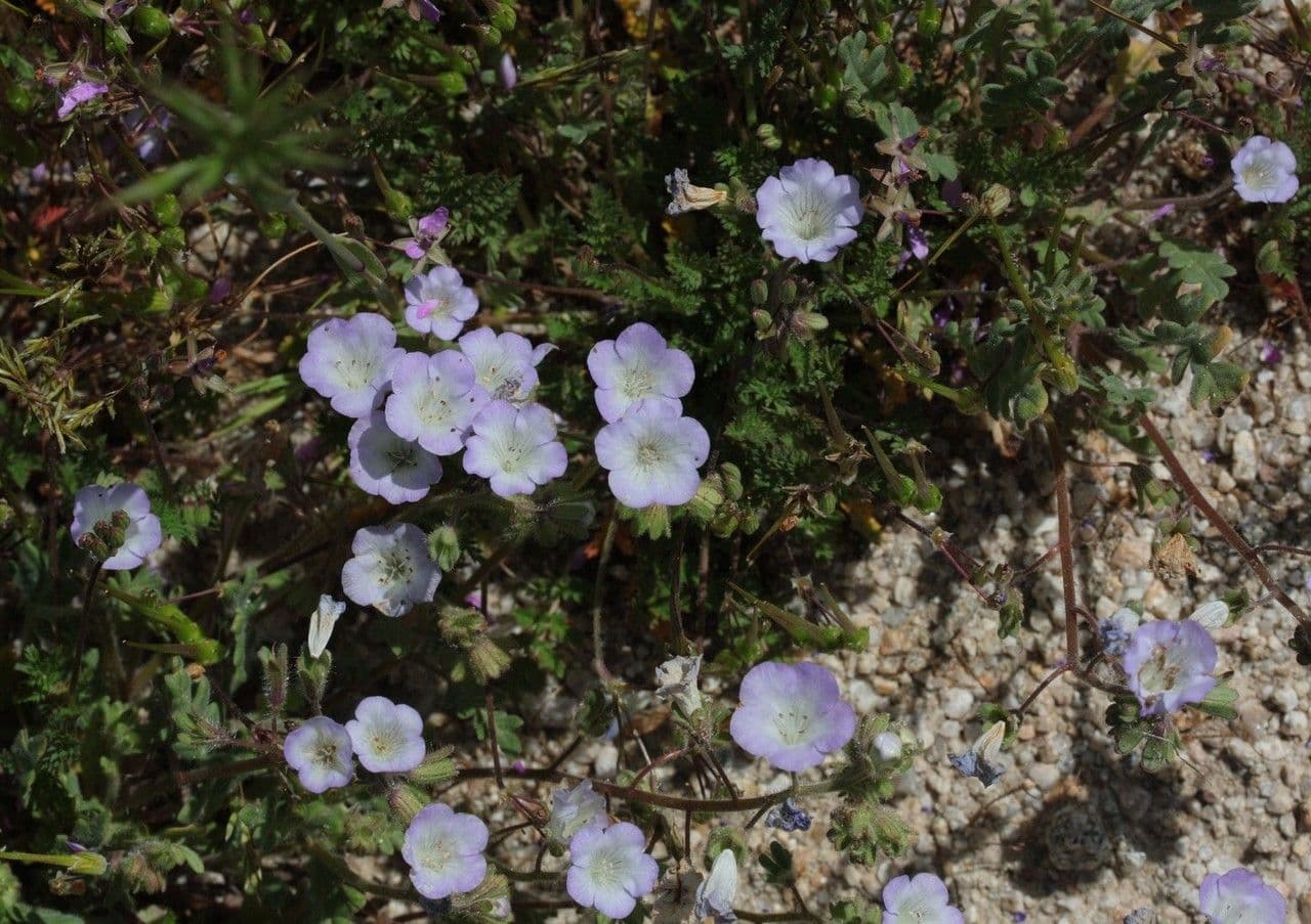 Douglas-Phacelia 2