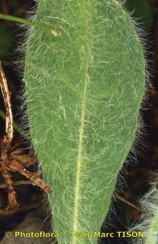 Hieracium 11