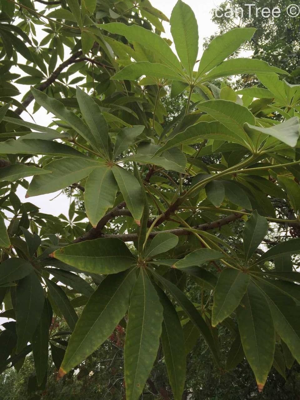 Sterculia 13