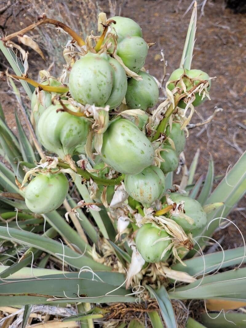 Yucca bacata 5