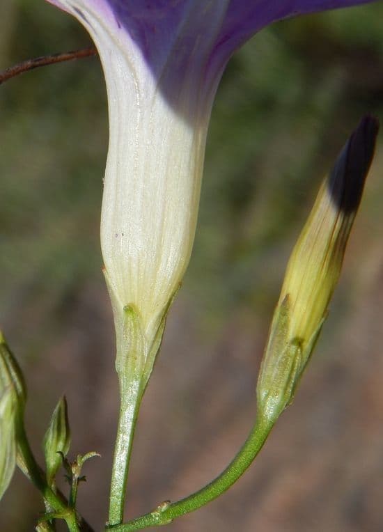 Ipomoea ternifolia