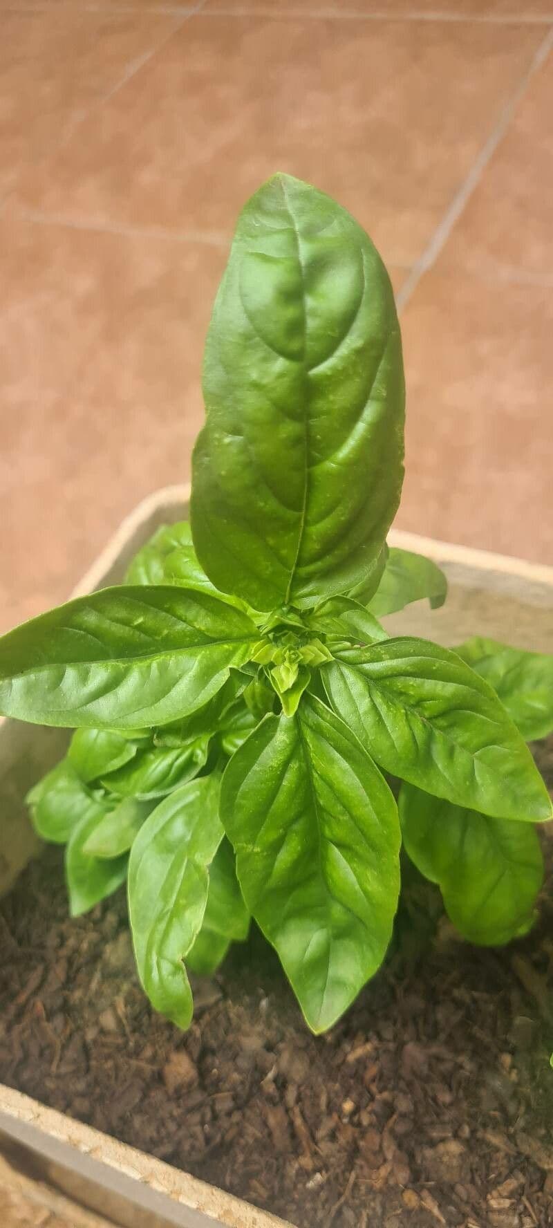 Basilico 3