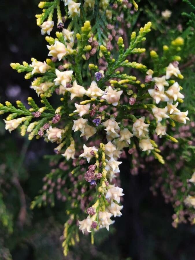 Arborvitae oriental 9