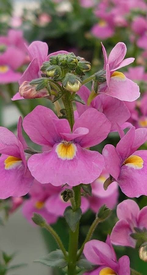 Nemesia arbustiva 4