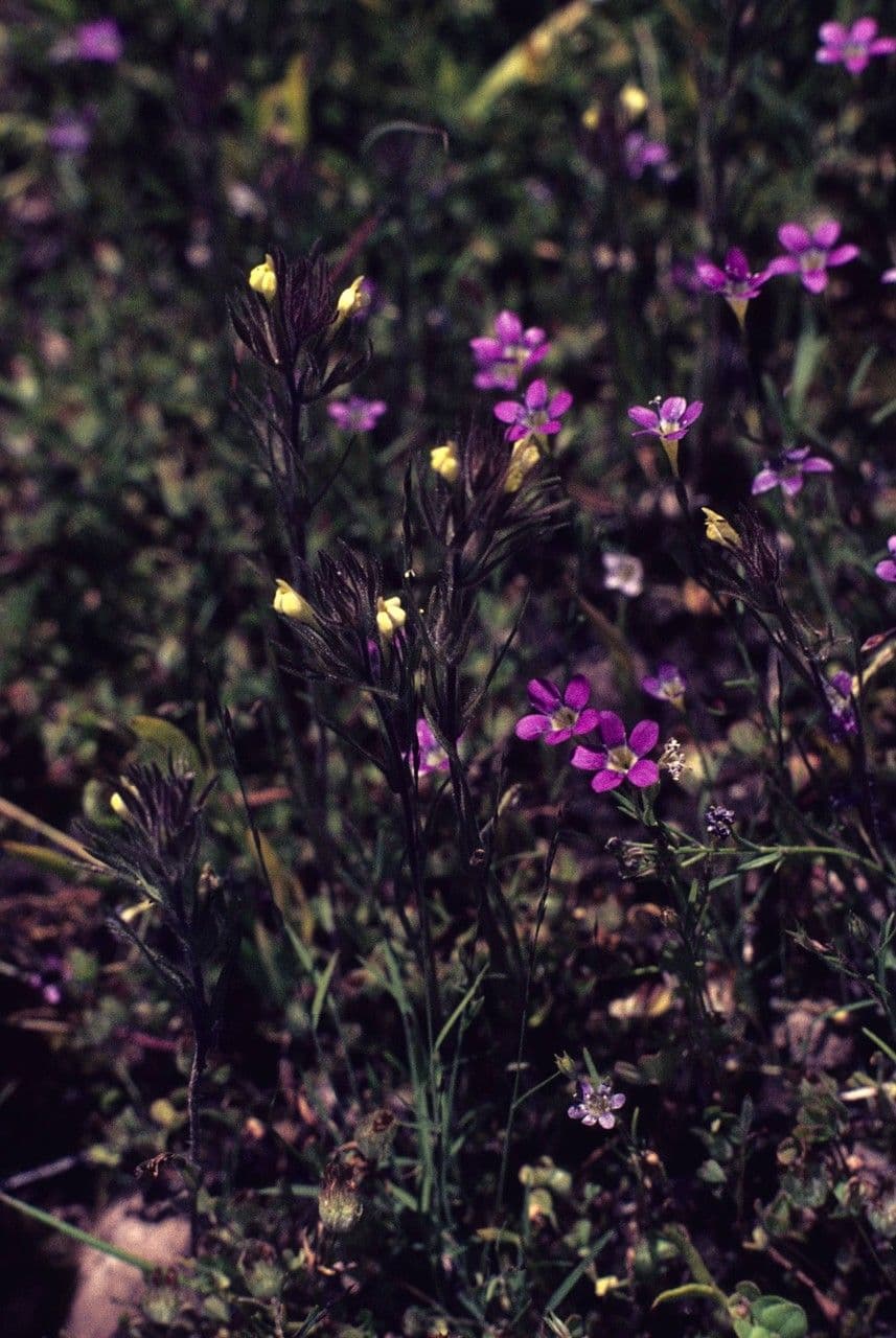 Miniatur-Gilia 4
