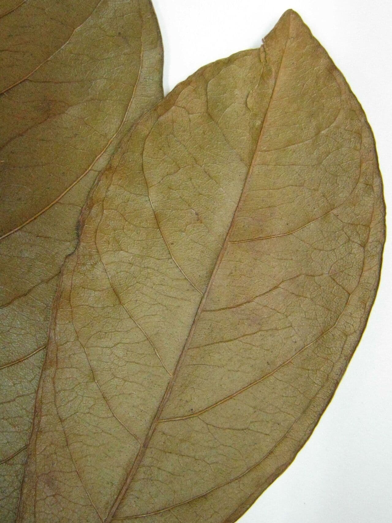 Cybianthus 2