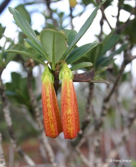 Thiollierea 3