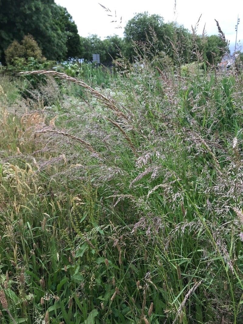 Calamagrostis 2