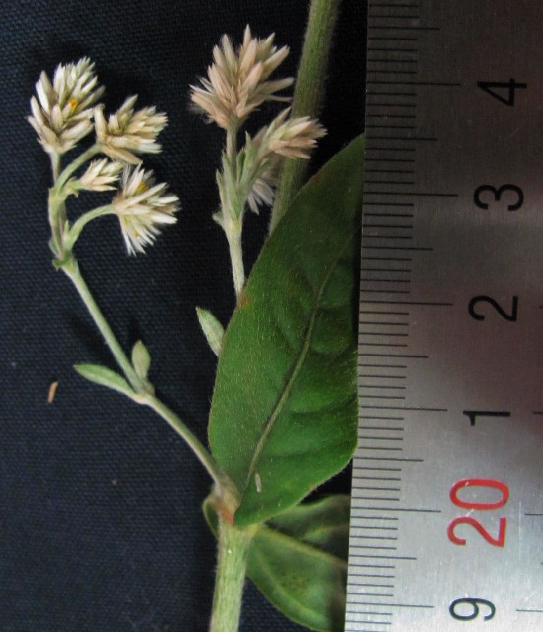 Alternanthera 6
