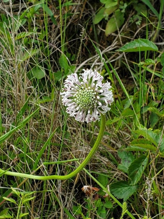 Marshallia caespitosa
