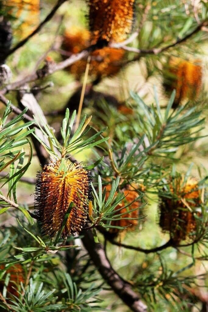 Banksia espigada 2