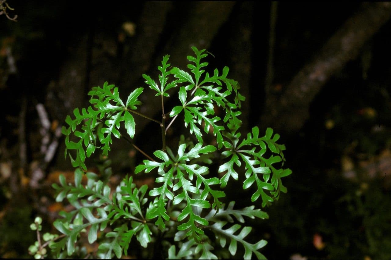 Raukaua simplex 3