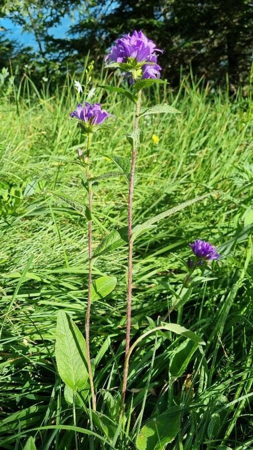 Campanula agglomerata 12
