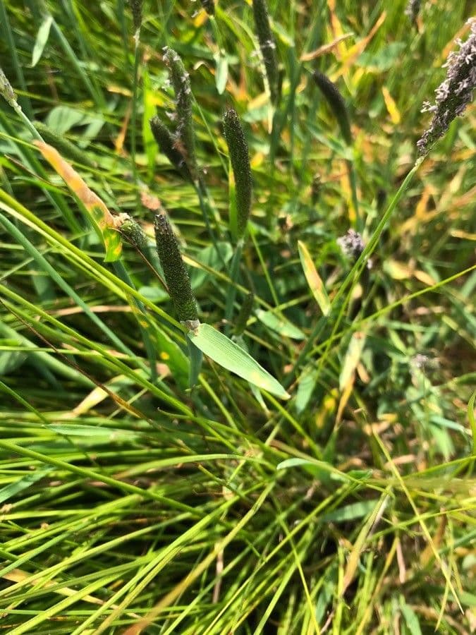 Marsh foxtail 16