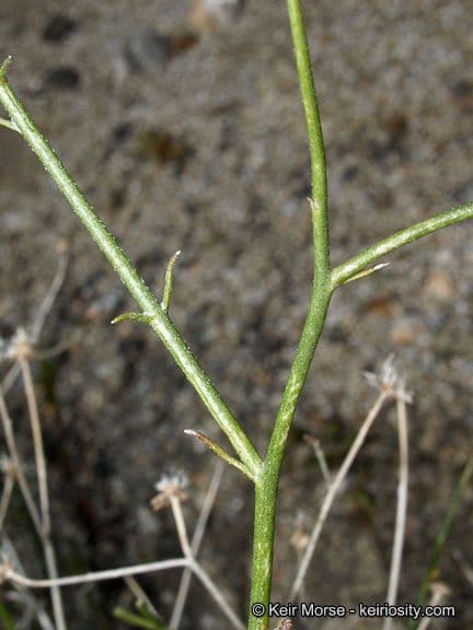 Bebbia juncea 17