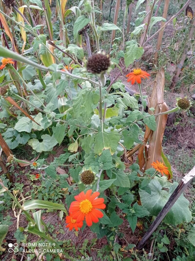 Tithonia rotundifolia 11