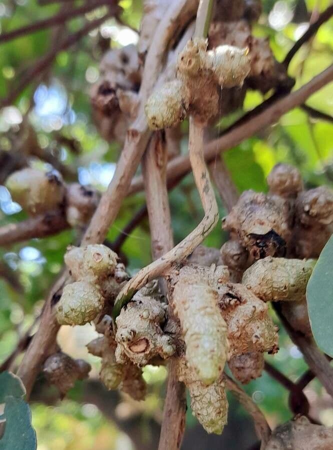 Anredera 5