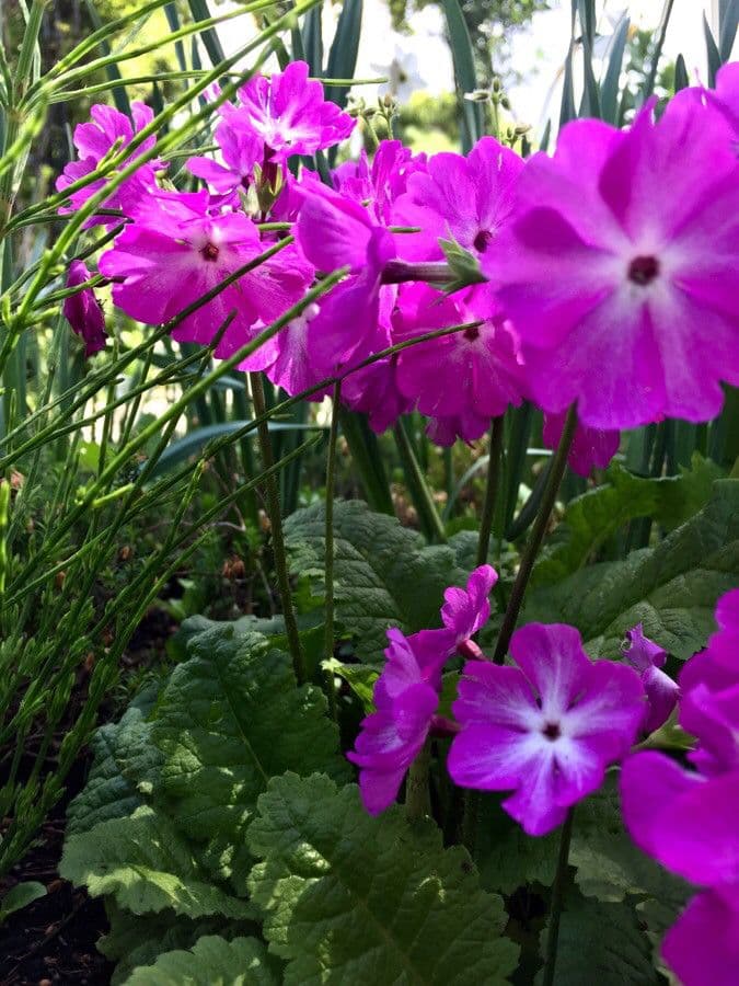 Primula di Siebold 3