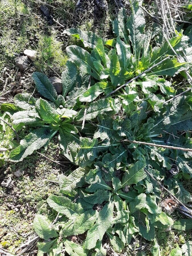 Borák 8