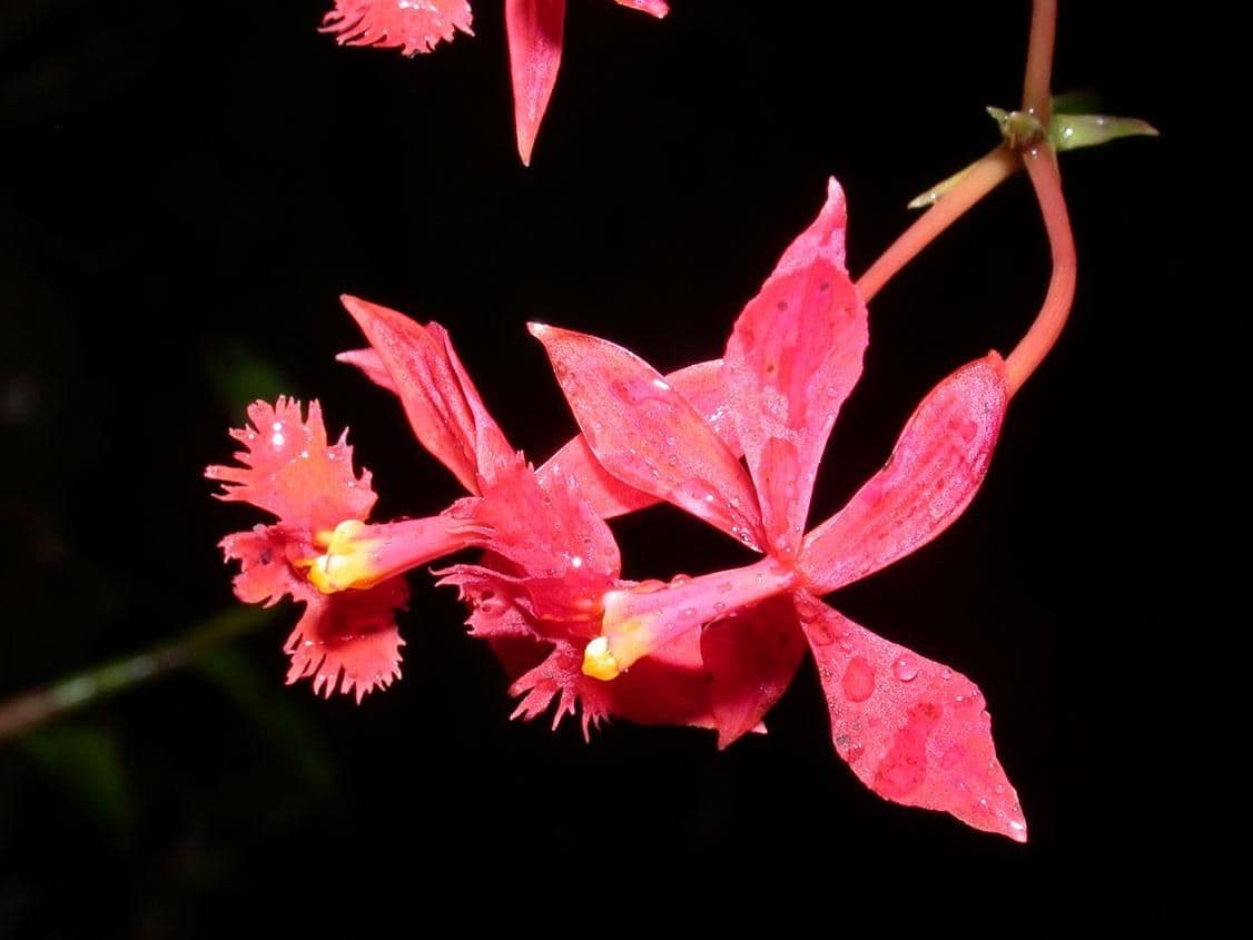 Epidendrum 3