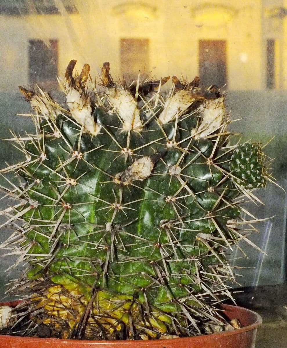 Thelocactus setispinus 11