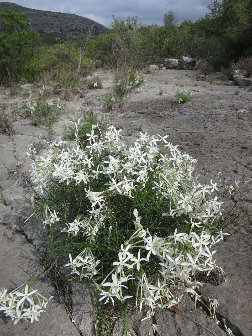 Amsonia 9