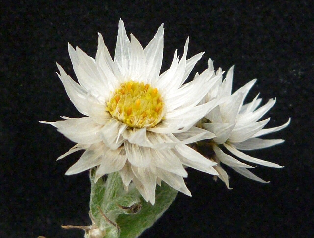 Anaphalis