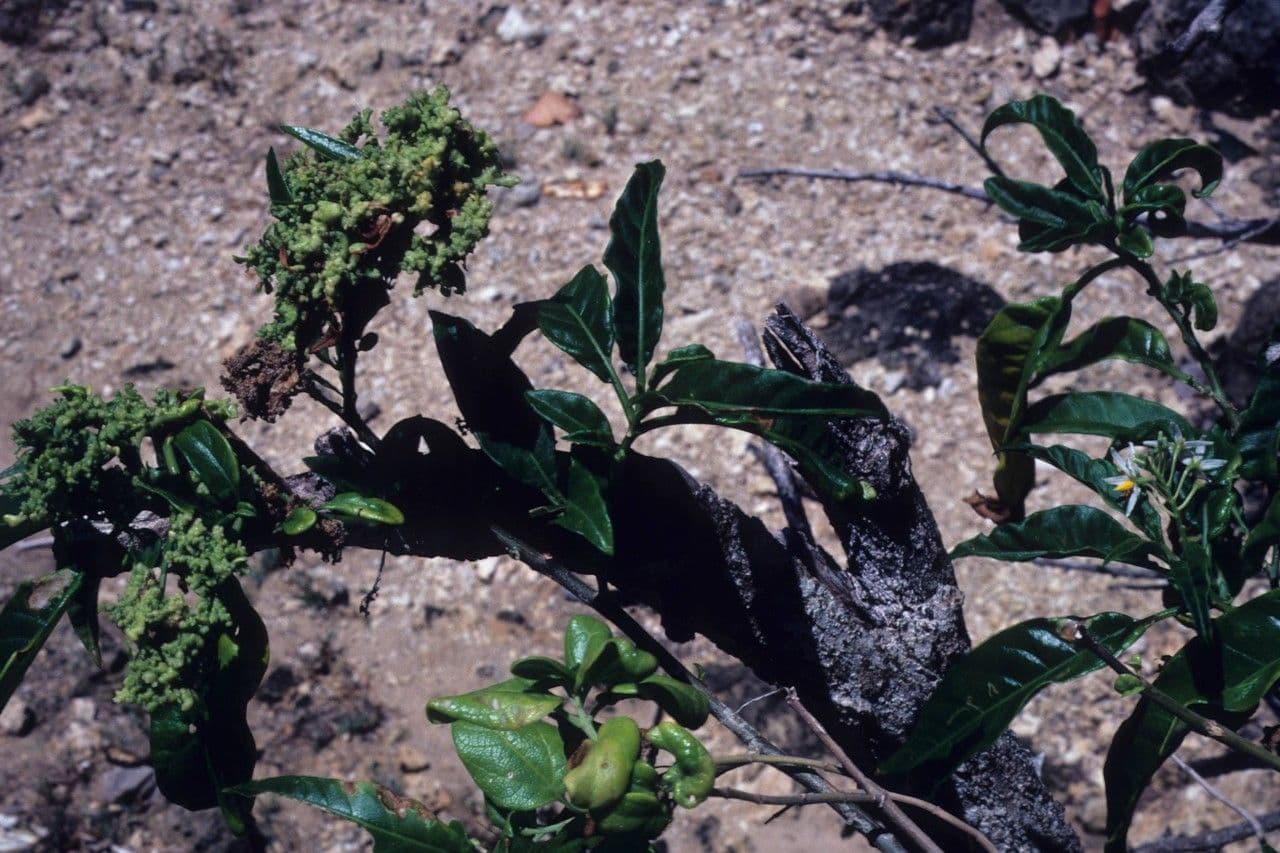 Solanum 13